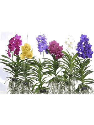 Vanda mix XL