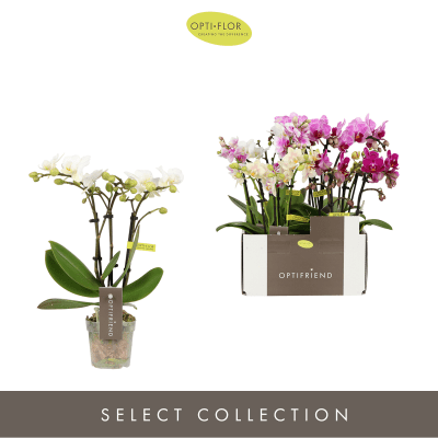 Phalaenopsis Multiflora Optifriend mix