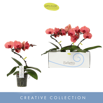Phalaenopsis Balletto Swirl