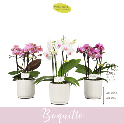 Phalaenopsis Mix