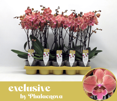 Phalaenopsis Nina